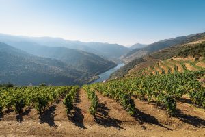 The Douro River is flanked by green-covered hills and a winery.