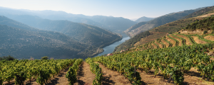 The Douro River is flanked by green-covered hills and a winery.