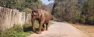 An elephant strolls down a road next to a wooden fence.