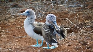 Two white and brown birds with blue feet