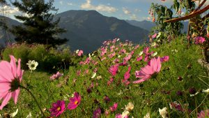 Grassy field with large pink flowers in front of dark blue mountains.