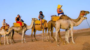 Cinco camellos con jinetes en el desierto de Marruecos.