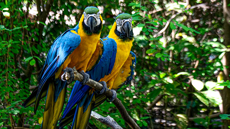 Two blue, yellow and green parrots on a tree branch.