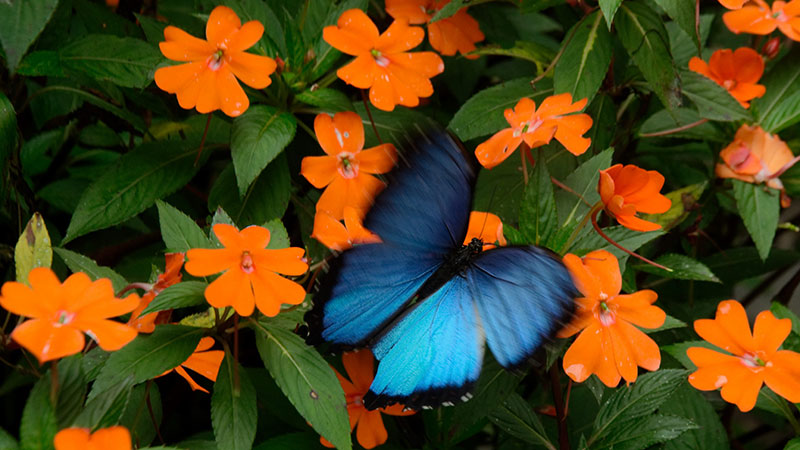 Una mariposa azul en una planta de flores anaranjadas.