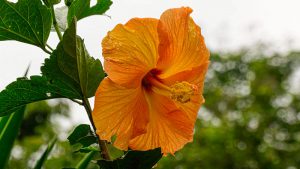 Closeup of a yellow hibiscus flower.