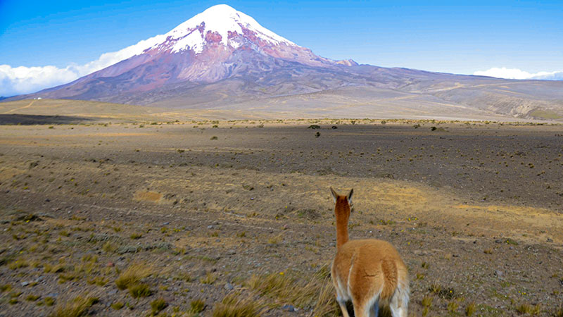 A llama looks towards a volcano.