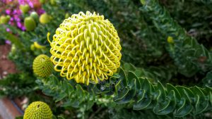 Closeup of a yellow pincushion flower