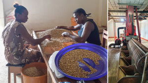 Left Photo: Two women sit across from each other at a table as they pick through a pile of coffee beans. Right Photo: Equipment with a cylinder-shaped drum above bins at the Coffee Museum.