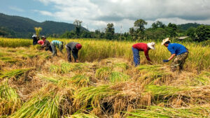 Several farm workers harvesting rice in Thailand.