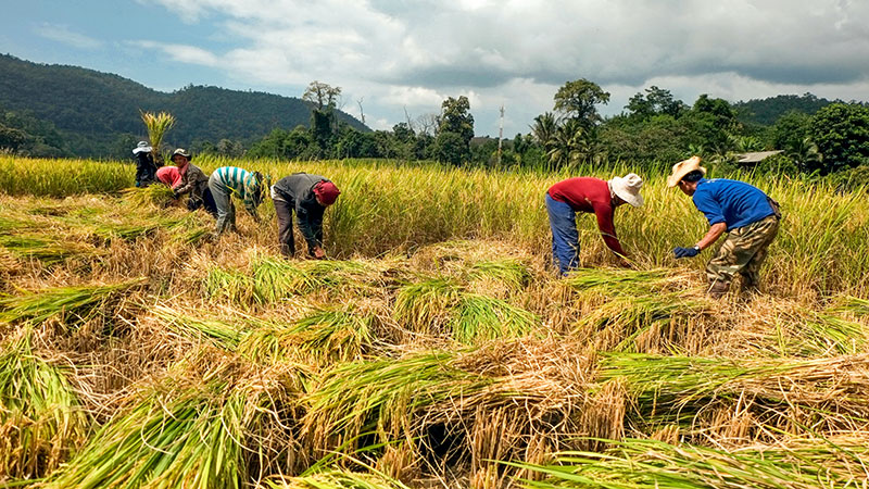 Several farm workers harvesting rice in Thailand.