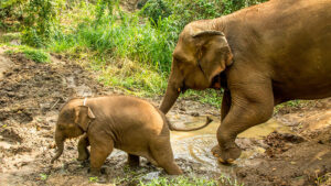 Mother and baby elephants walking through muddy terrain.